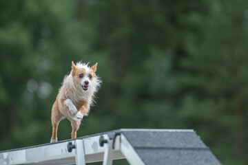 Portuguese Podengo is running on the boom on a dog agility course