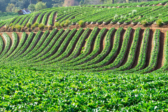 strawberry farm fruit on the mountain nature