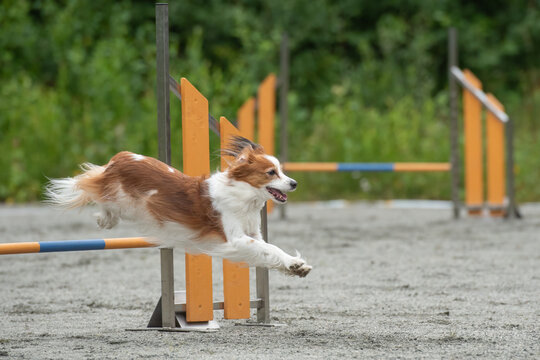 Kooikerhondje jumps over an agility hurdle on a dog agility course