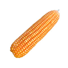 Yellow corn in the field isolate on white.