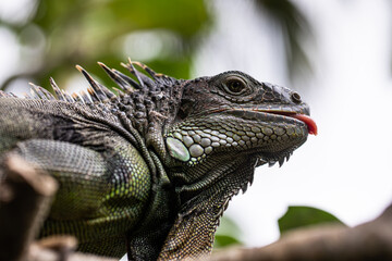 iguana sitting on a branch, reptile, exotic animals, tropical reptiles