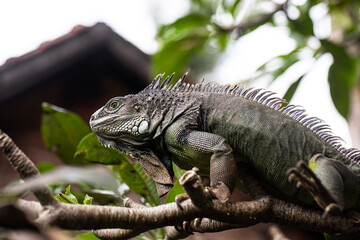 iguana sitting on a branch, reptile, exotic animals, tropical reptiles