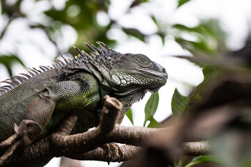 iguana sitting on a branch, reptile, exotic animals, tropical reptiles