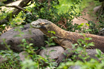 Komodo dragon is on the ground. Interesting perspective.  Indonesia.