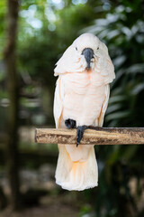 cockatoo in the wild, exotic birds, white parrot, tropics