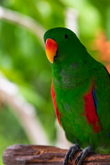 Parrot Biak Eclectus, 
exotic birds, green parrot