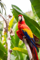 Beautiful red macaw parrot sits on a tree branch, ara, wild bird, rainbow parrot