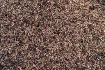 Closeup of anthill in the forest