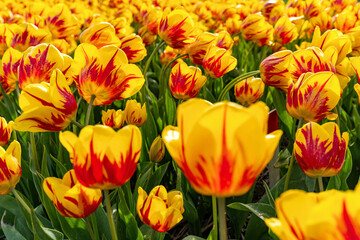 field with yellow and red triumph tulips (variety ‘Striped Belona’) in Flevoland, Netherlands