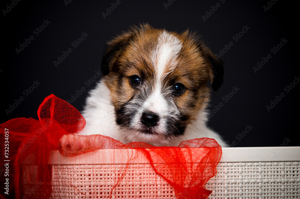 Poster cute puppy in a red blanket and basket