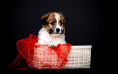 cute puppy in a red blanket and basket