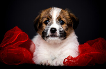 cute puppy in a red blanket on a black background