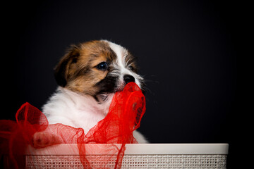 puppy chews a blanket on a black background