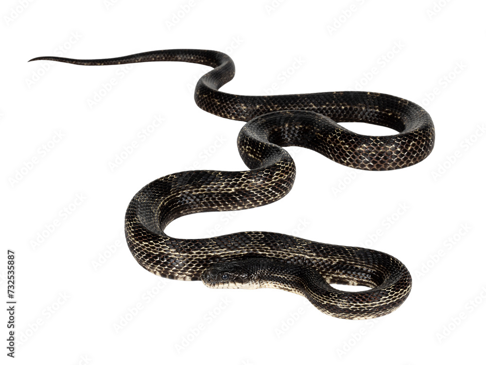 Poster full length image os a black rat snake aka pantherophis obsoletus. isolated cutout on a transparent 