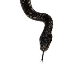 head shot of a Black rat snake aka Pantherophis obsoletus. Tongue out. Isolated cutout on a...