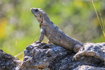 Iguana on the Rocks