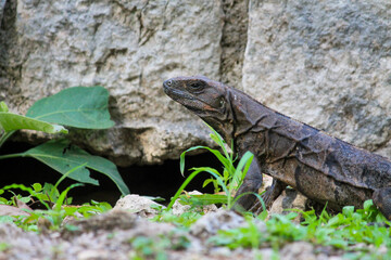 Black Iguana by Pyramid