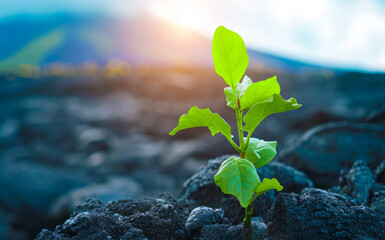 Concept of business startup growth and resilience in difficult and competitive environment