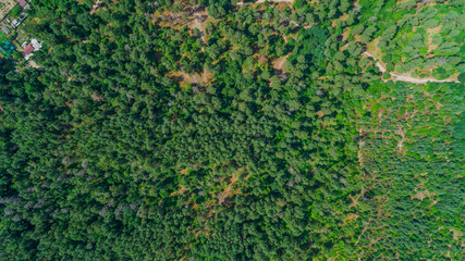 Fototapeta na wymiar Aerial top view summer forest in sunny day. Drone shot beautiful nature landscape, green trees