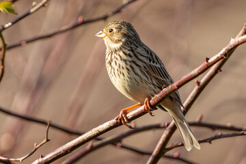 Corn Bunting (Emberiza calandra) perched on a leafless rose hip branch. With blurred background and warm light at sunset.