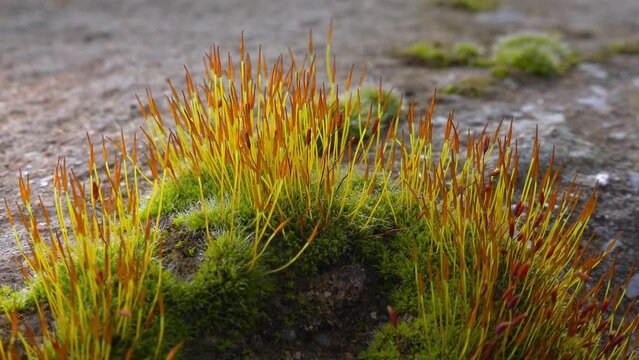Purple Moss (Ceratodon purpureus), moss sporophyte on stones in spring