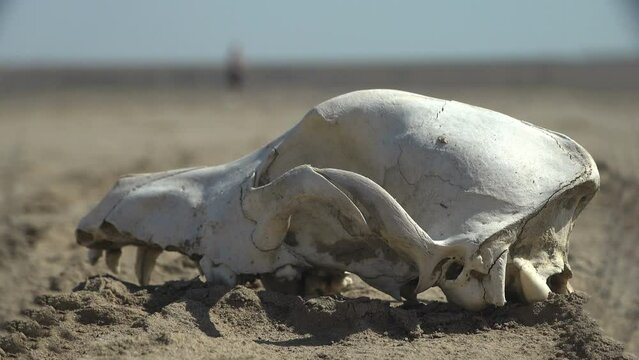Skull of dog, white from sun and old age, lies among the sand on salt lake