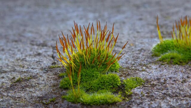 Purple Moss (Ceratodon purpureus), moss sporophyte on stones in spring