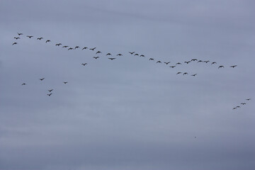 Flock of Wild Geese in the Evening Sky Migrating to the South in Autumn, Brandenburg, Germany
