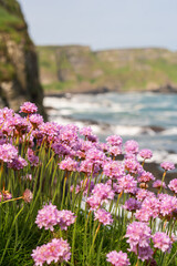 Pink Sea Thrift on the Irish Sea coastline with beautiful cliffs and turquoise waves in the background.