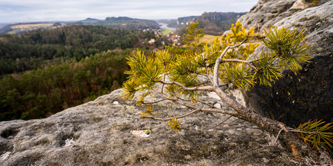 Kleine Kiefer auf dem Gamrig- Felsen in der Sächsischen Schweiz 2