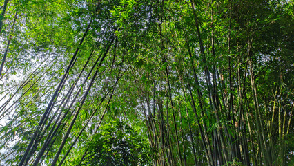 Lush green bamboo tree forest in Indonesia