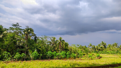 Obraz premium View of beautiful rice fields with cloudy skies in Indonesia