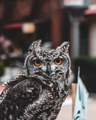 Street Owl