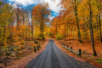 Road in Söderåsen nationalpark, Sweden