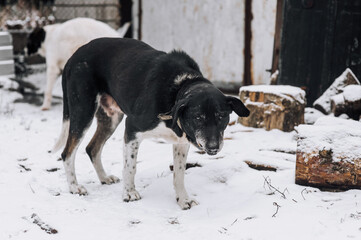 Black and white old sad hungry homeless dirty scarred rural mongrel dog with a collar walks along the road in winter in the frost on the snow. Animal photography, outdoor portrait.