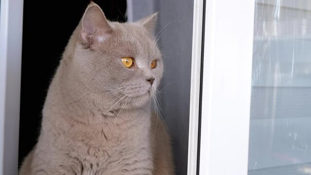 Close up, Gray Fluffy Cat Sits on a Windowsill near an Open Window, Looking Away. Indoors. Balcony. Portrait, the face of a bored purebred cat with green eyes. Sunlight. Morning. Fresh air. Lifestyle.