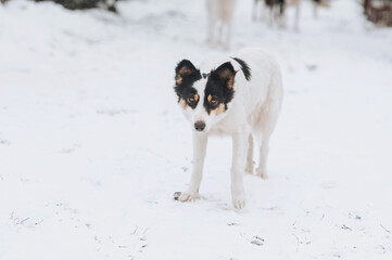 A black and white fluffy hungry homeless dirty rural mongrel dog stands in the snow in the cold in...
