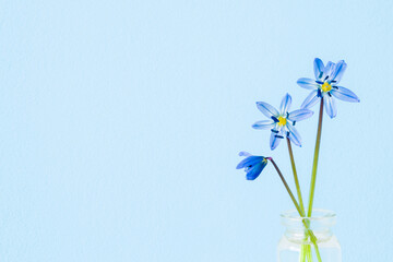 Fresh snowdrops or scilla in glass vase on light blue wall background. Pastel color. Closeup. First messengers of spring. Empty place for inspirational text, quote or sayings. Front view. - obrazy, fototapety, plakaty