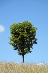 Baum vor blauem Himmel