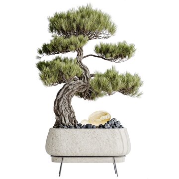 Bonsai Pinus Pentaphylla Thunbergii in minimal planter 