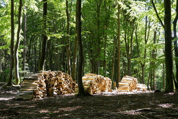 Holzstoss im Wald