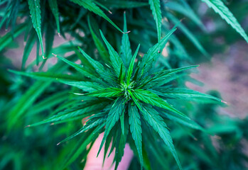 Marijuana Plant Budding Outdoors. - 732555687