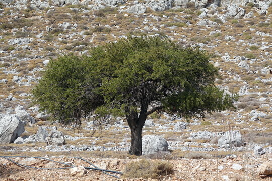 Baum bei Charaki auf Rhodos