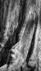 Fototapeta na wymiar Closeup Background of a Vintage Banyan Tree Trunk.