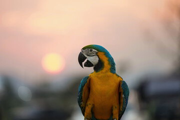 blue and gold macaw free flying parro