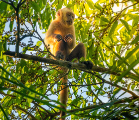 Azaras's capuchin (Sapajus cay) in the canopy of the Yacuma river rain forest, Santa Rosa, Rurrenabaque, Beni, Bolivia
