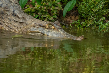 Spectacled caiman (Caiman crocodilus), also known as the white caiman, Santa Rosa de Yacuma...