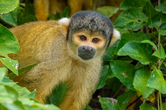 Black-capped squirrel monkey  (Saimiri boliviensis), Santa Rosa de Yacuma Protected Park, Rurrenabaque, Beni, Bolivia