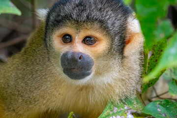 Black-capped squirrel monkey  (Saimiri boliviensis), Santa Rosa de Yacuma Protected Park, Rurrenabaque, Beni, Bolivia