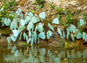 Large kaleidoscopes of butterflies standing on the shores of the Yacuma river, Santa Rosa, Rurrenabaque, Beni, Bolivia